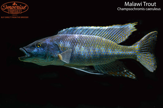 Malawi Trout