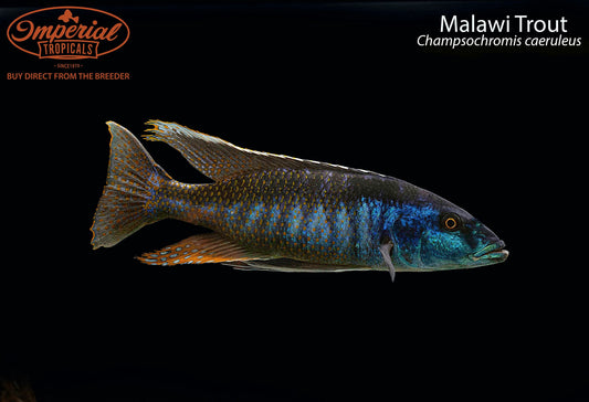 Malawi Trout