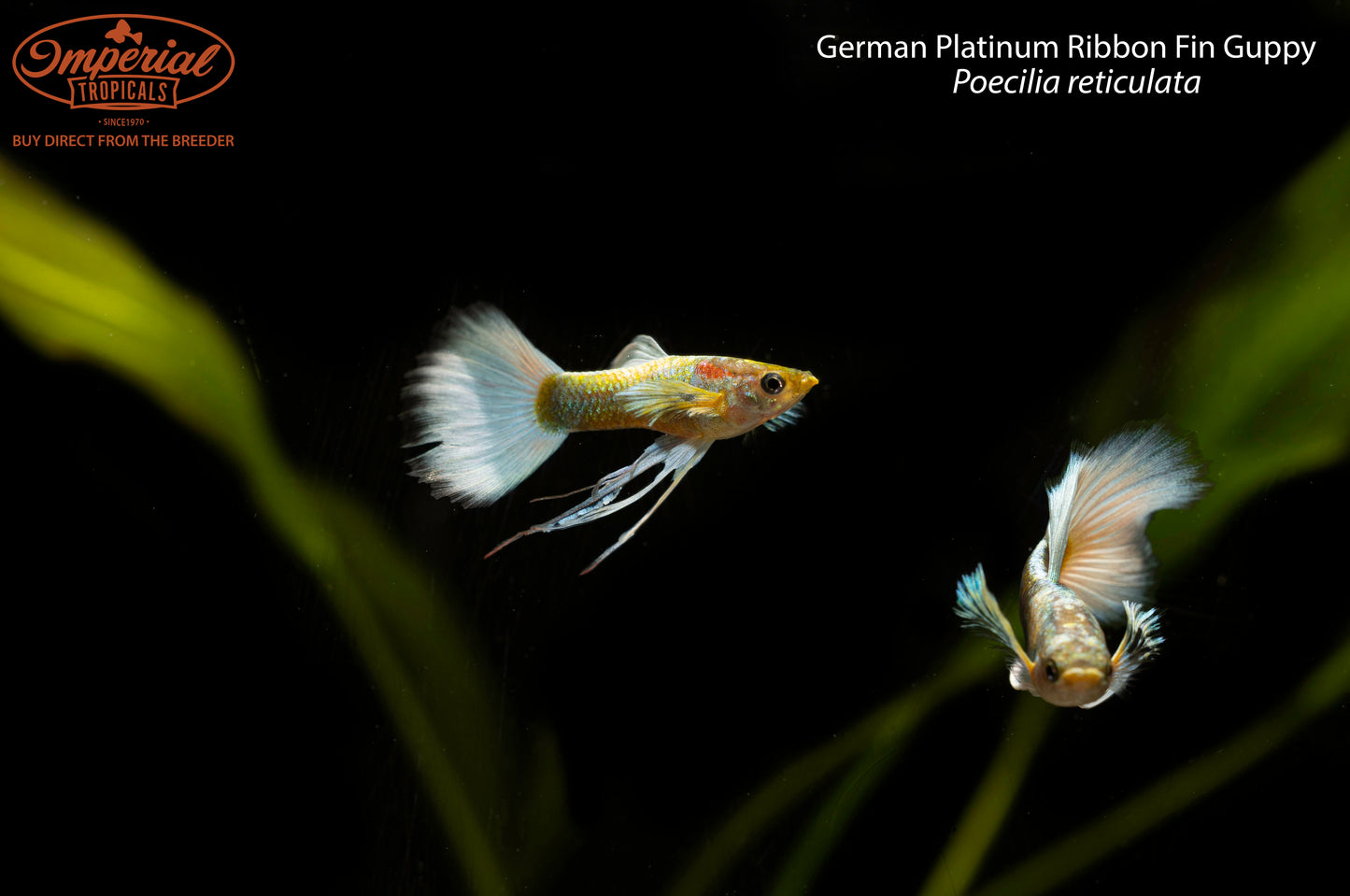 German Platinum Ribbon Fin Guppy