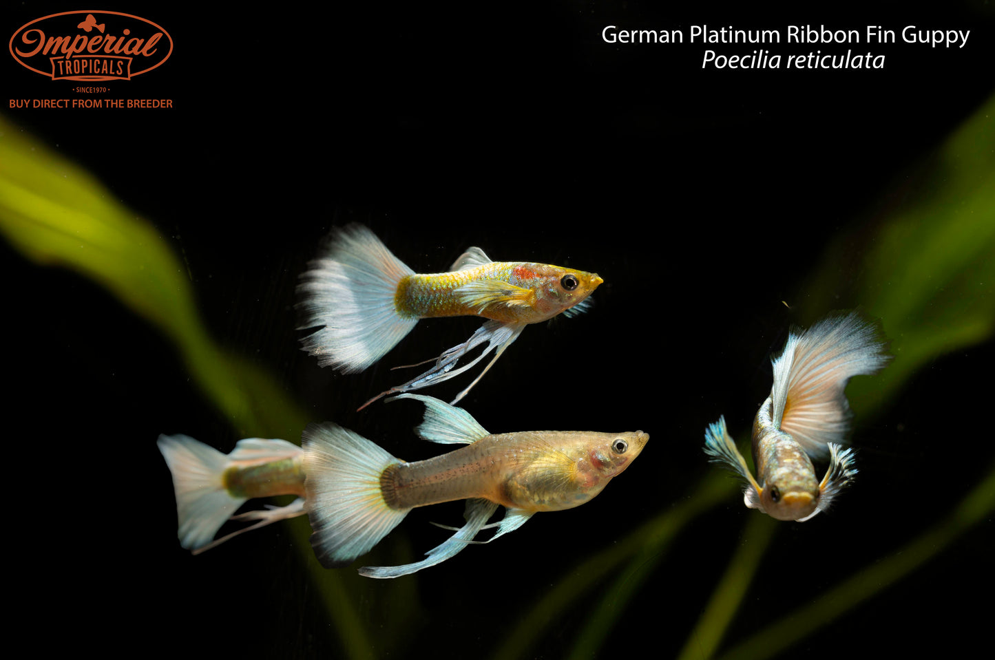 German Platinum Ribbon Fin Guppy