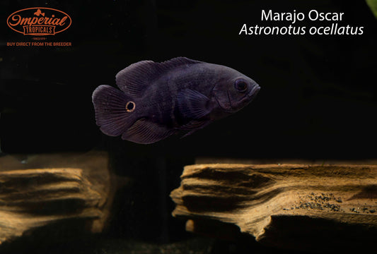 Marajo Oscar (Astronotus ocellatus)