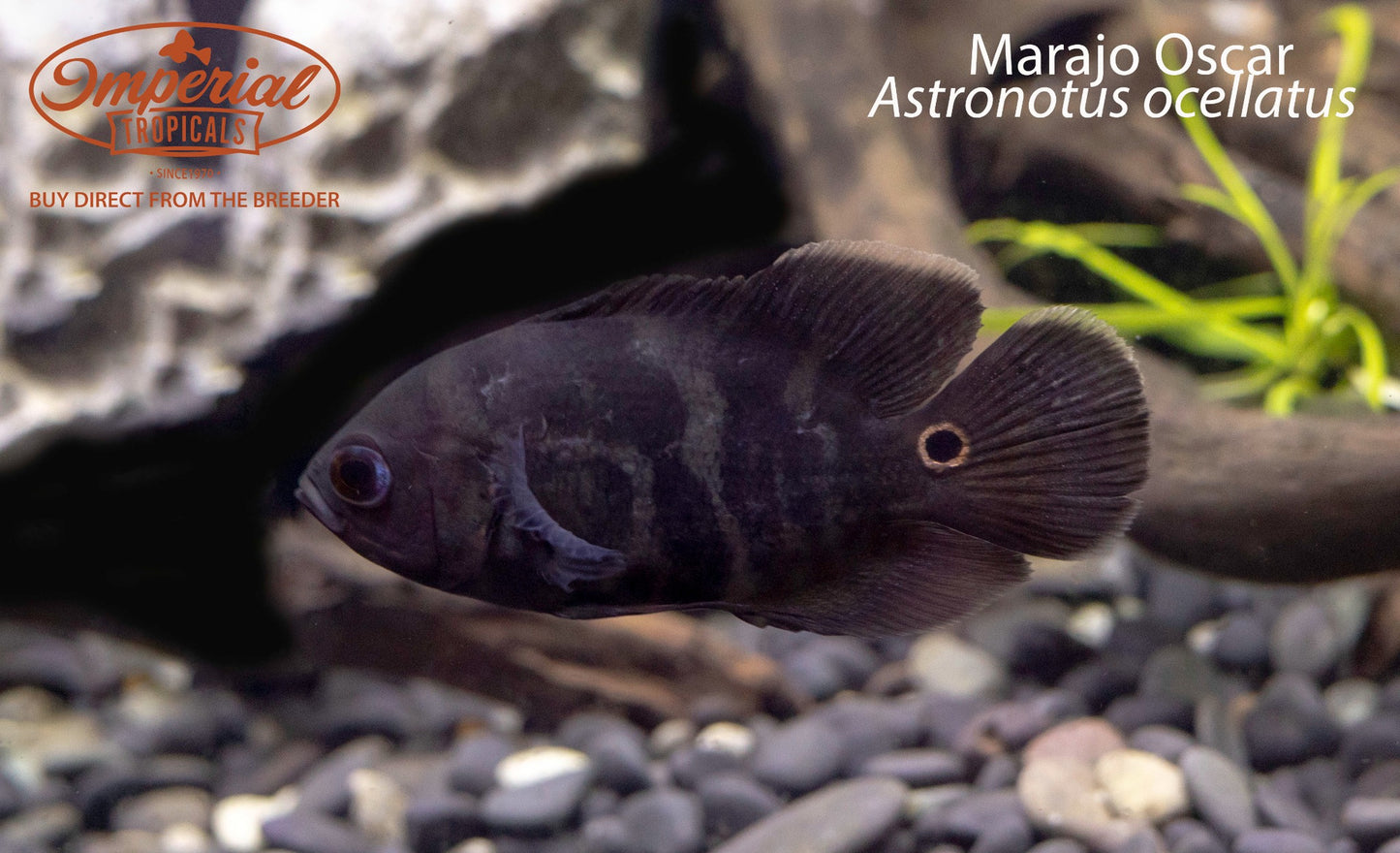 Marajo Oscar (Astronotus ocellatus)
