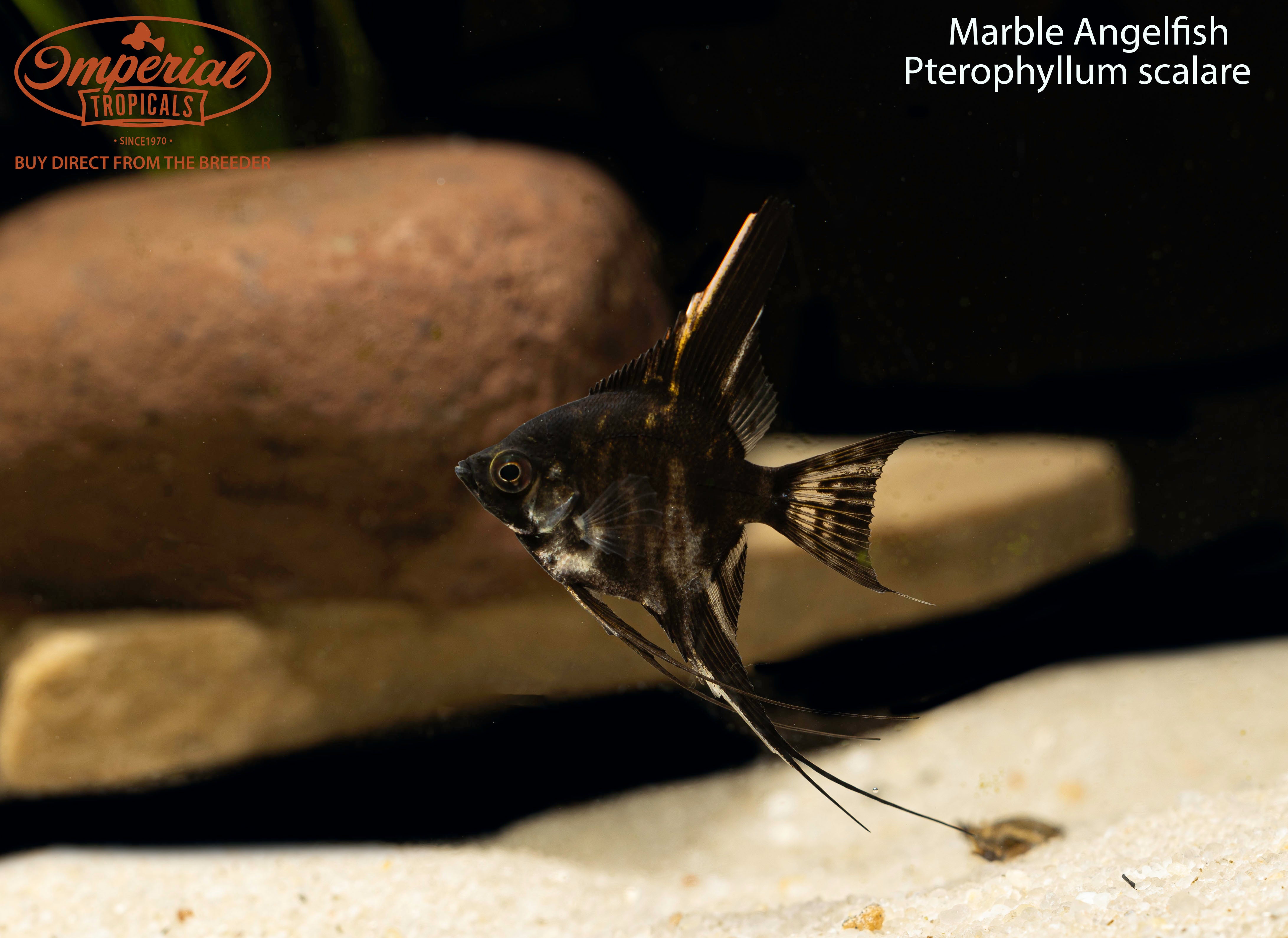 Marble Angelfish – Imperial Tropicals