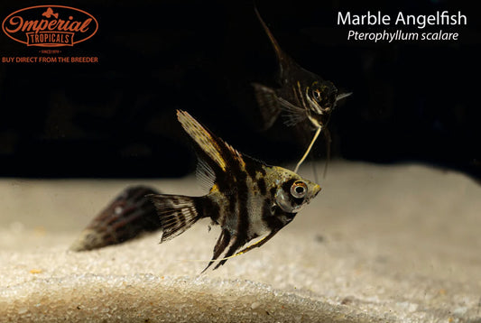 Marble Angelfish