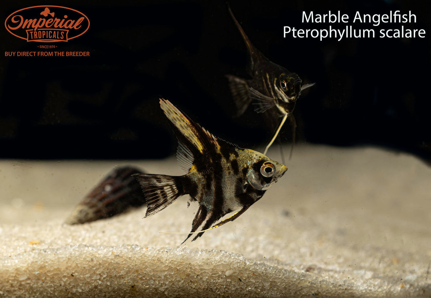 Marble Angelfish