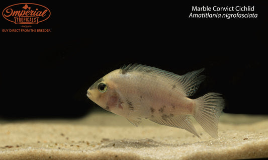 Marble Convict Cichlid