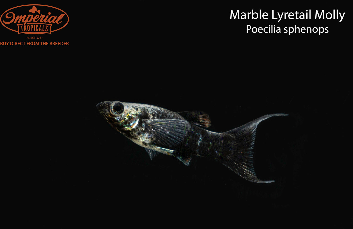 Marble Lyretail Molly