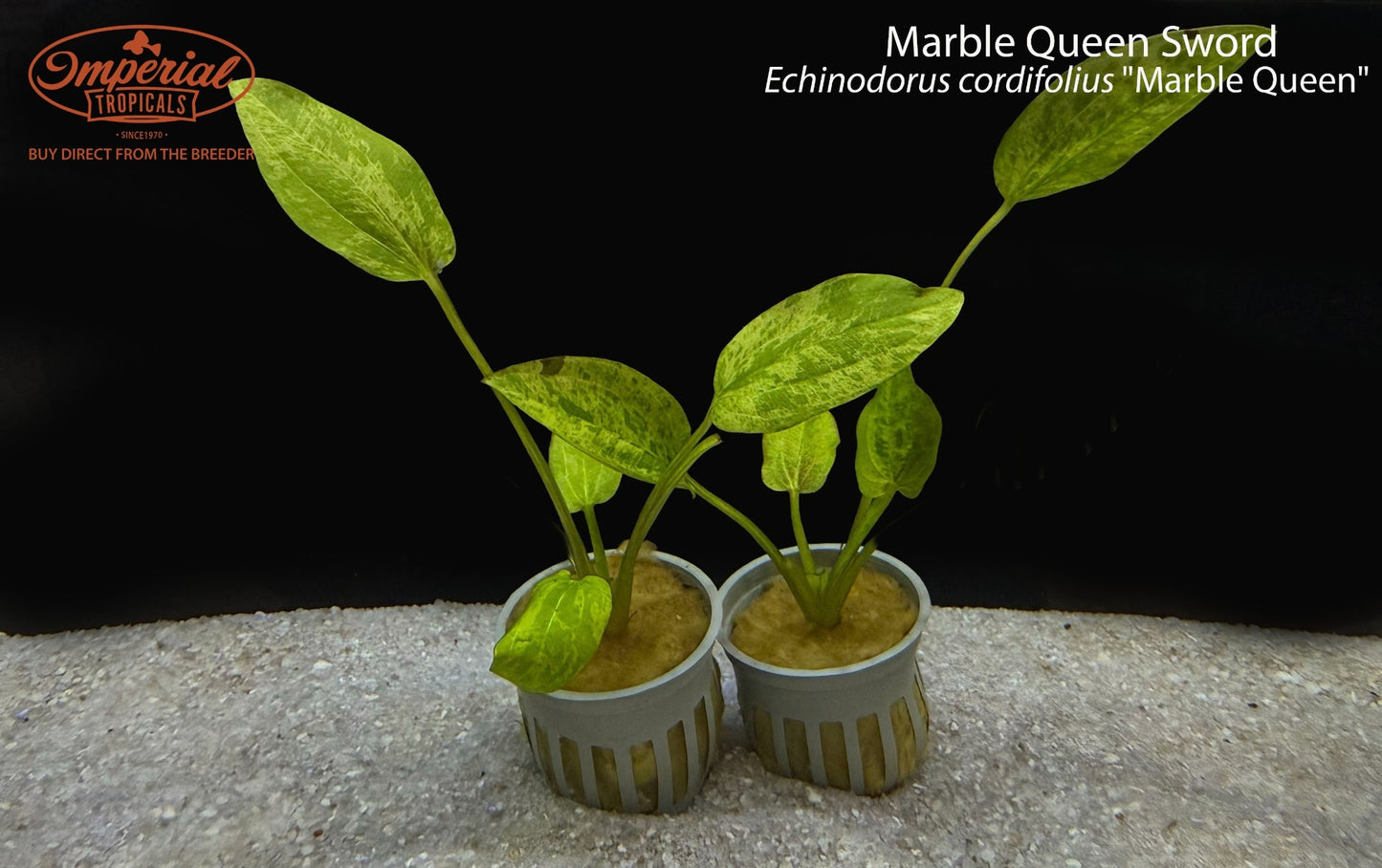 Marble Queen Sword (Echinodorus cordifolius "Marble Queen")