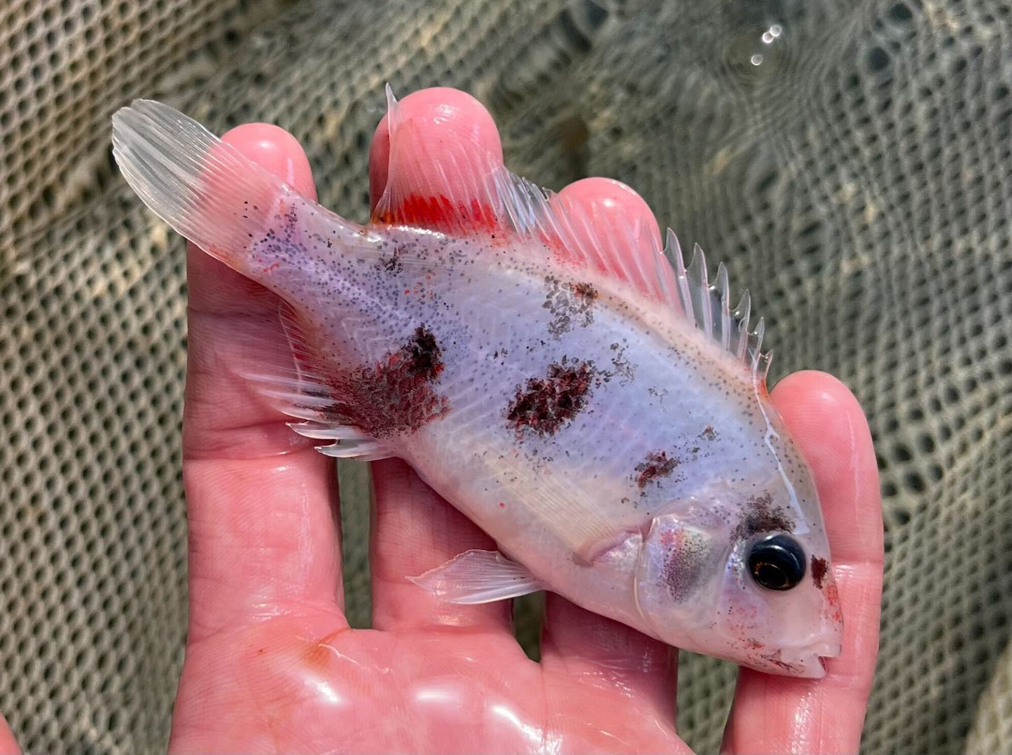Marbled Fenestrata Cichlid