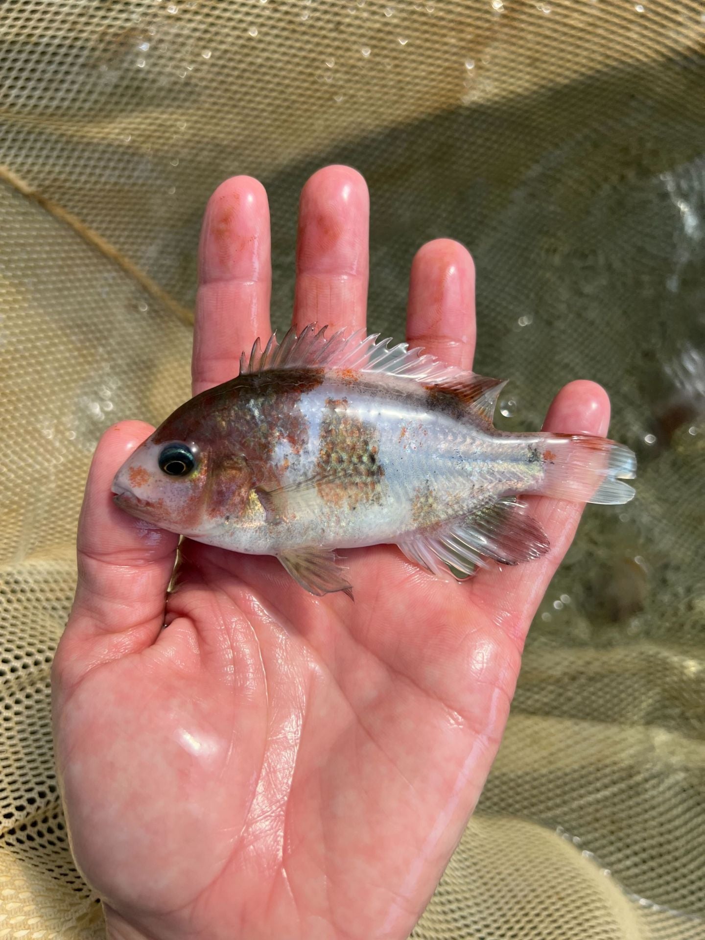 Marbled Fenestrata Cichlid