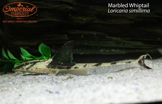 Marbled Whiptail (Loricaria simillima)