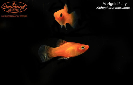 Marigold Platy