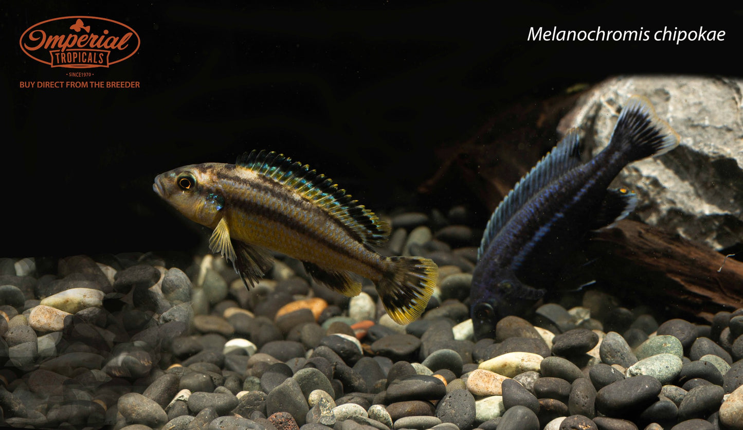 Melanochromis chipokae