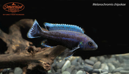 BOGO Melanochromis chipokae