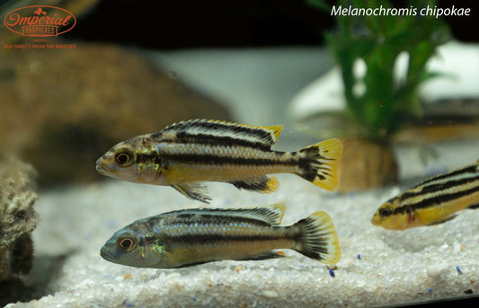 Melanochromis chipokae