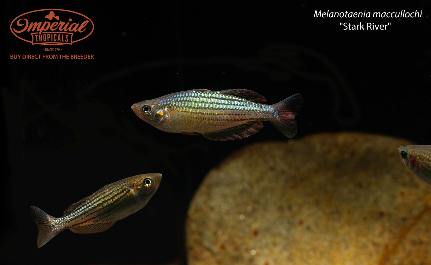Melanotaenia maccullochi "Stark River"