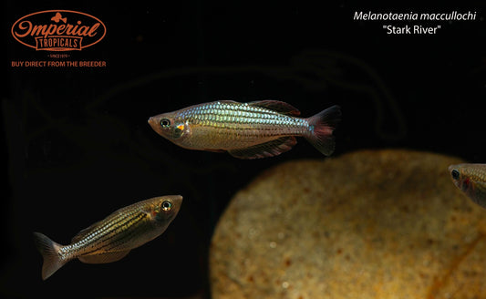 Melanotaenia maccullochi "Stark River"