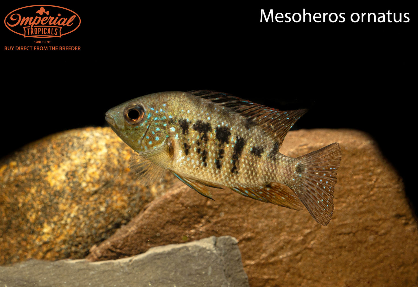 Mesoheros ornatus