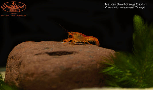 BOGO Mexican Dwarf Orange Crayfish