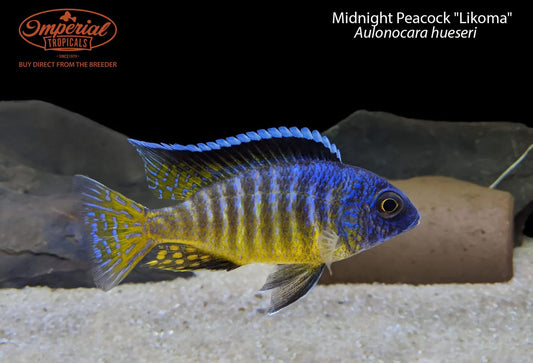 Midnight Peacock "Likoma"