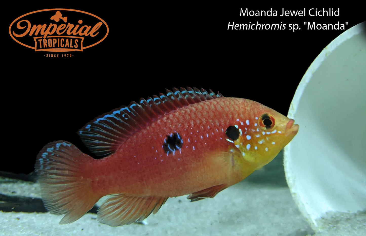 Moanda Jewel Cichlid