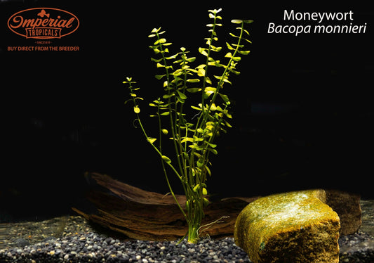 Moneywort