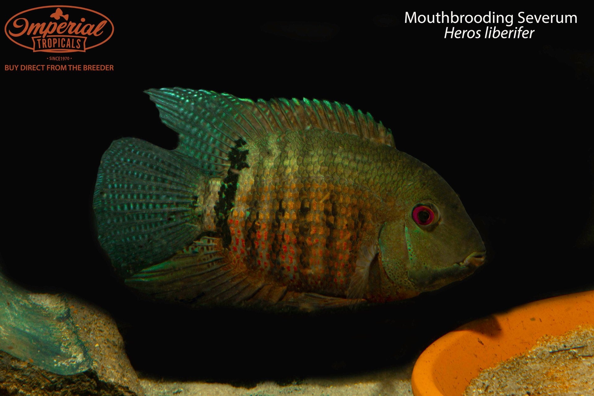 Mouthbrooding Severum