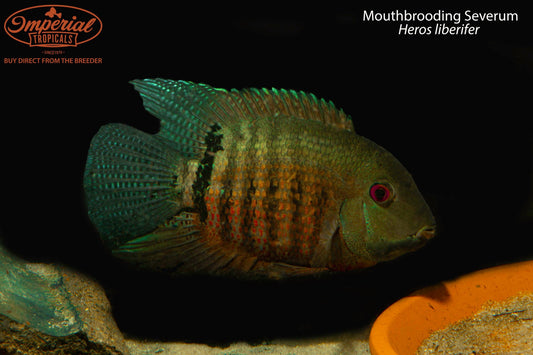 Mouthbrooding Severum