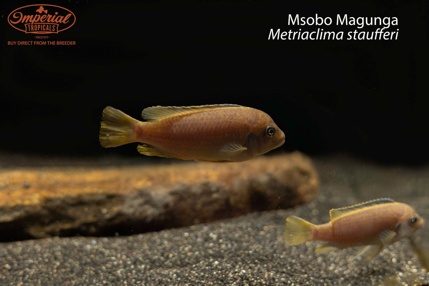 Msobo Magunga (Metriaclima staufferi)