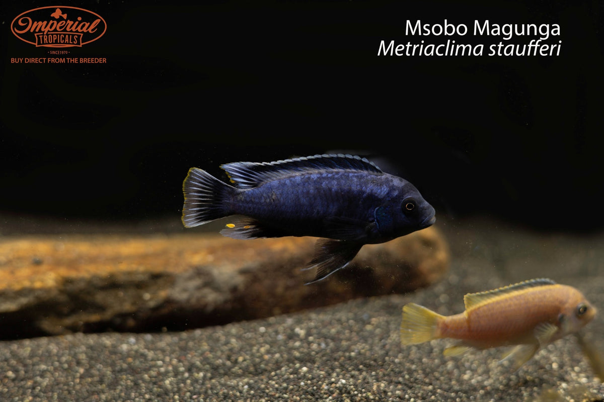 Msobo Magunga (Metriaclima staufferi)