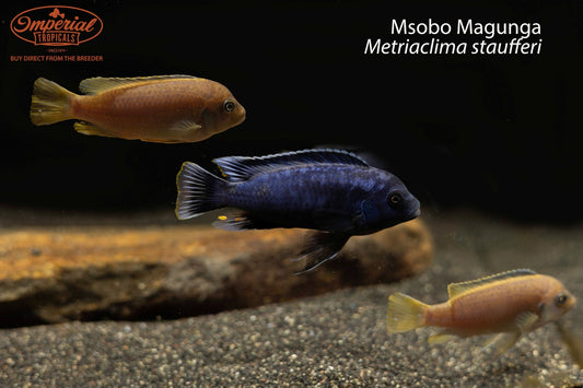 Msobo Magunga (Metriaclima staufferi)