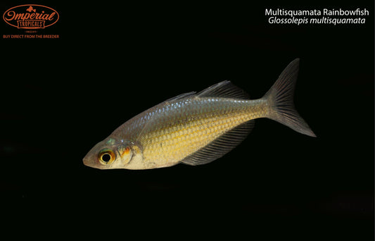 Multisquamata Rainbowfish