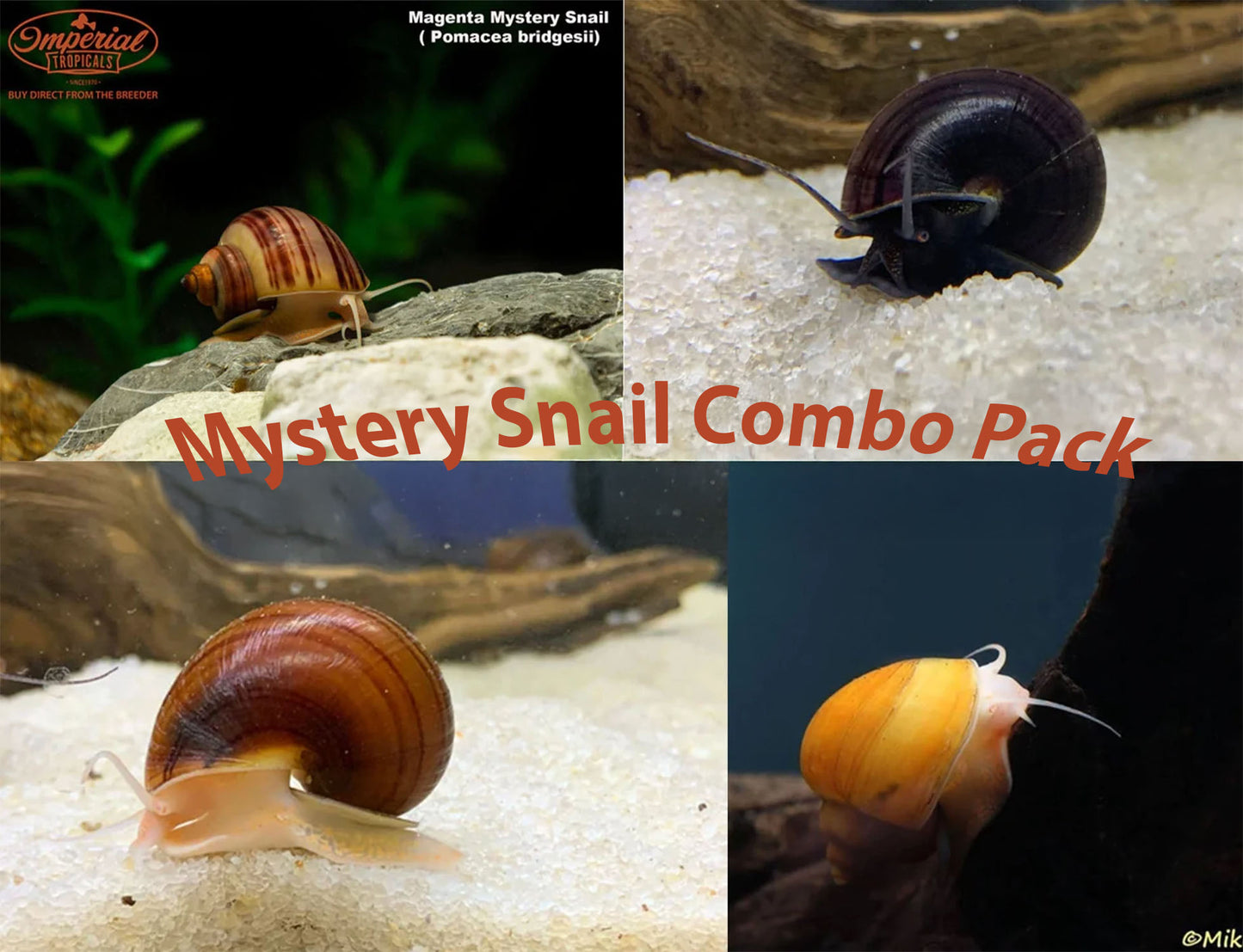 Mystery Snail Combo Pack