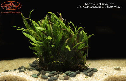 Narrow Leaf Java Fern (Microsorum pteropus var. ‘Narrow Leaf’)