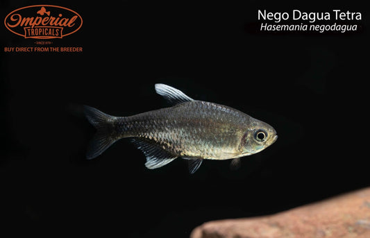 Nego Dagua Tetra