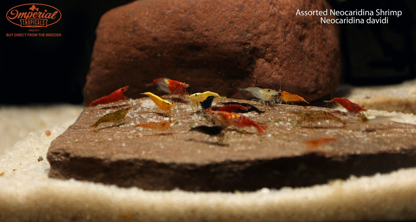 Assorted Neocaridina Shrimp