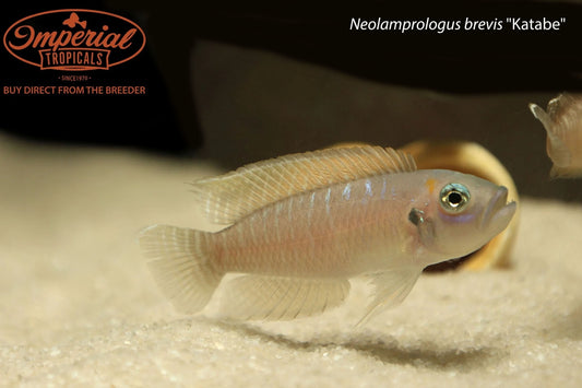 Neolamprologus brevis "Katabe"
