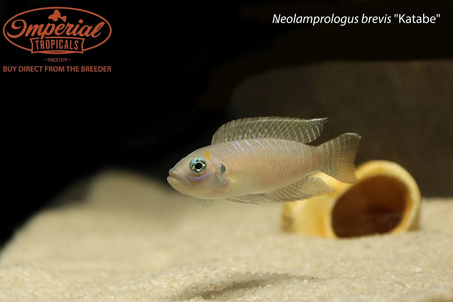 Neolamprologus brevis "Katabe"