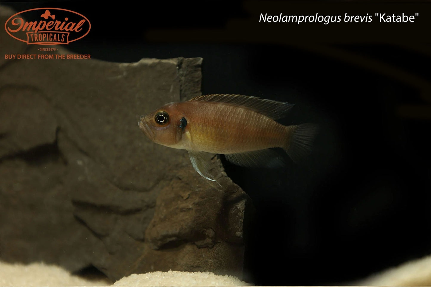 Neolamprologus brevis "Katabe"