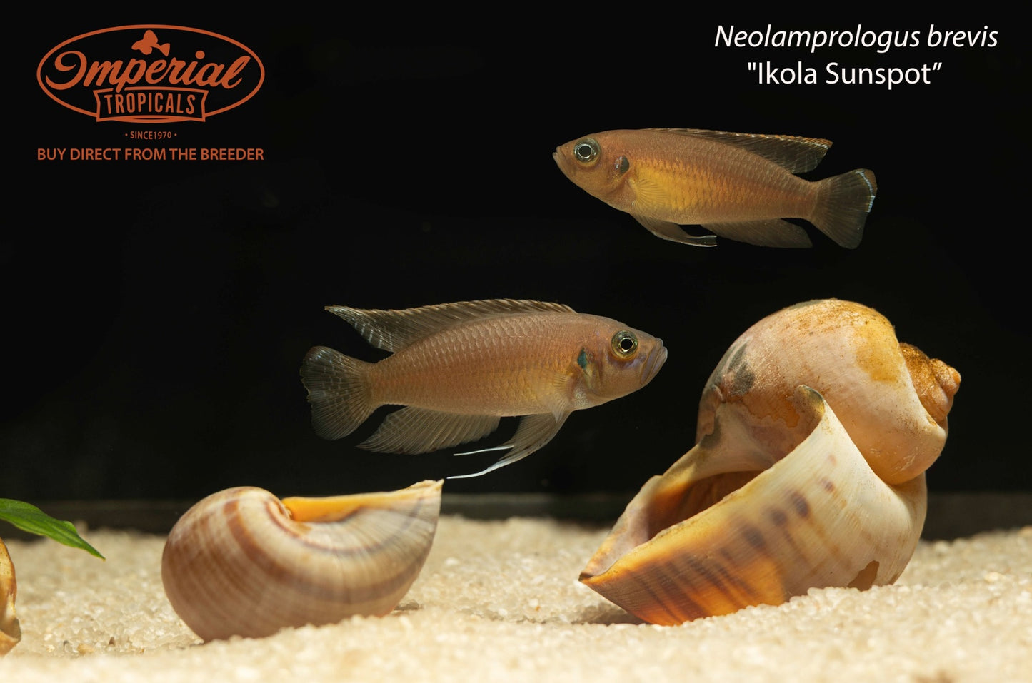 Neolamprologus brevis "Ikola Sunspot"