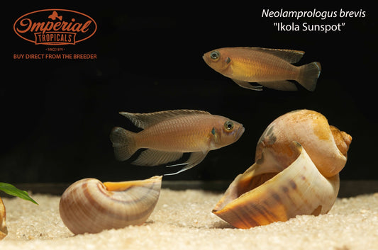 Neolamprologus brevis "Ikola Sunspot"