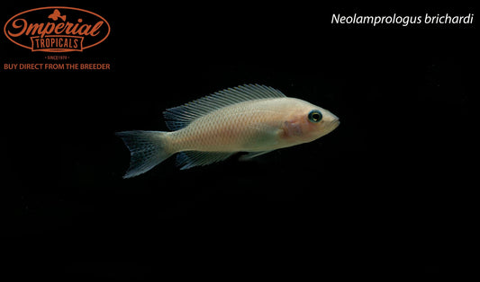 Neolamprologus brichardi