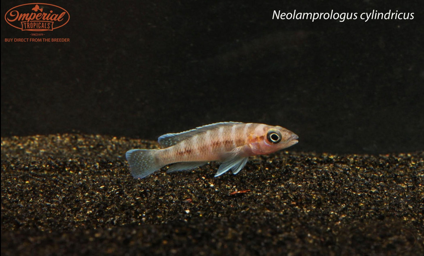 Neolamprologus cylindricus