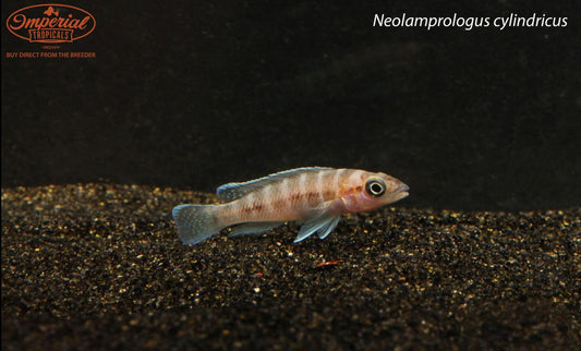 Neolamprologus cylindricus