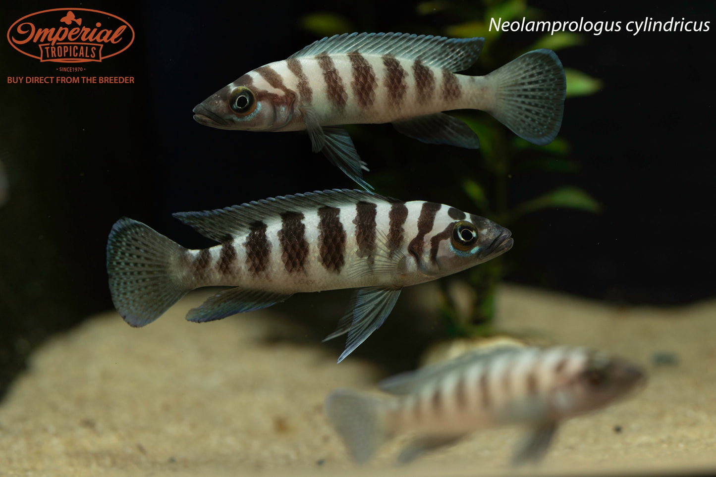 Neolamprologus cylindricus