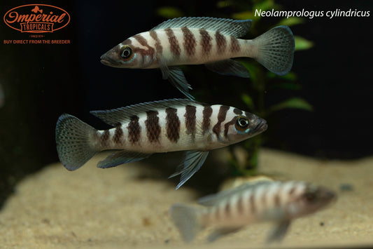 Neolamprologus cylindricus