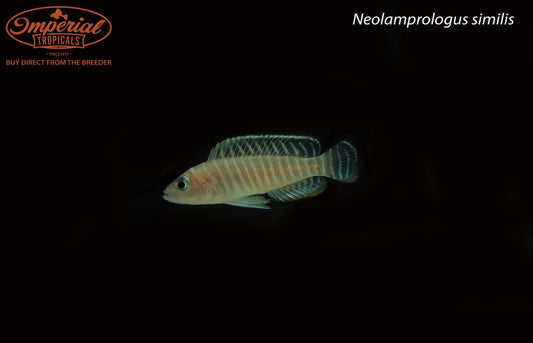 Neolamprologus similis
