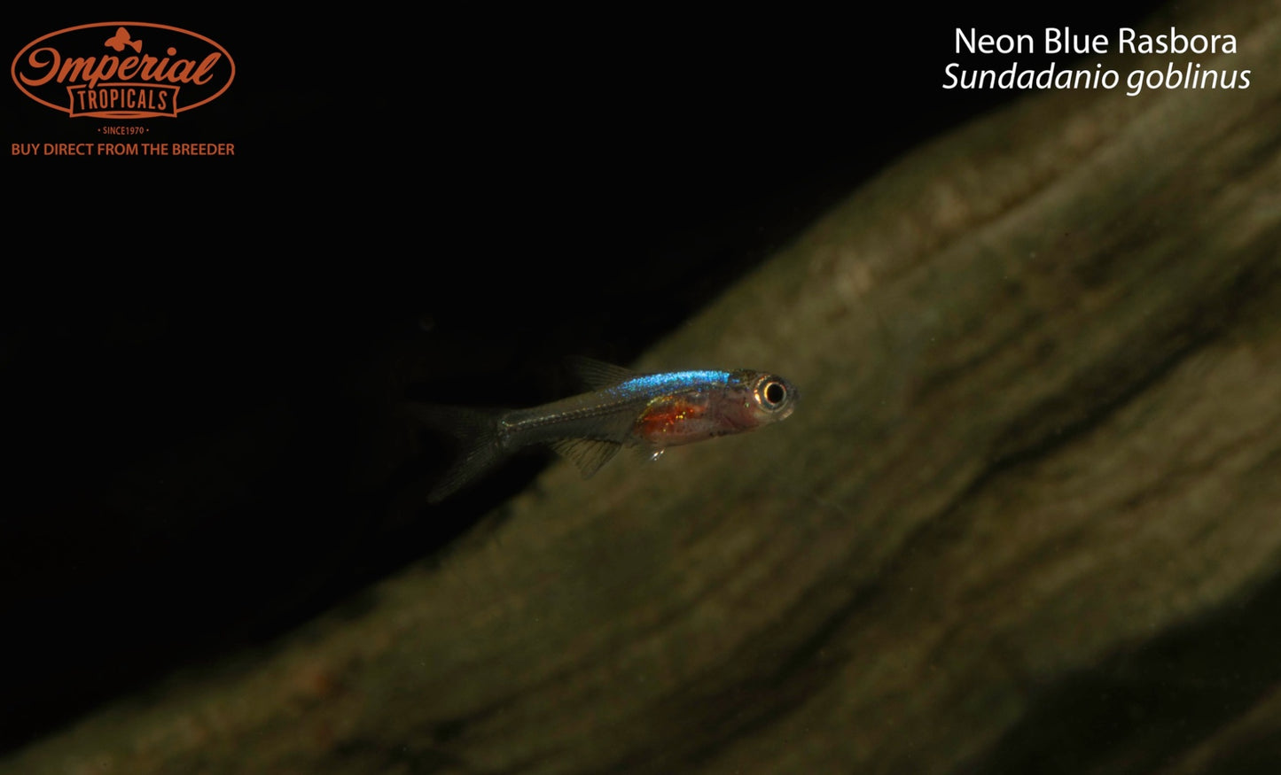 Neon Blue Rasbora