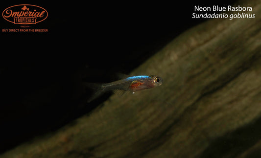 Neon Blue Rasbora