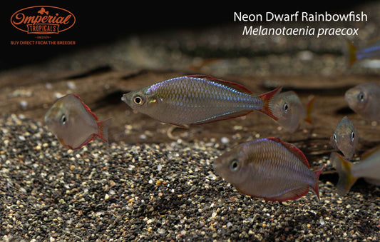 Neon Dwarf Rainbowfish